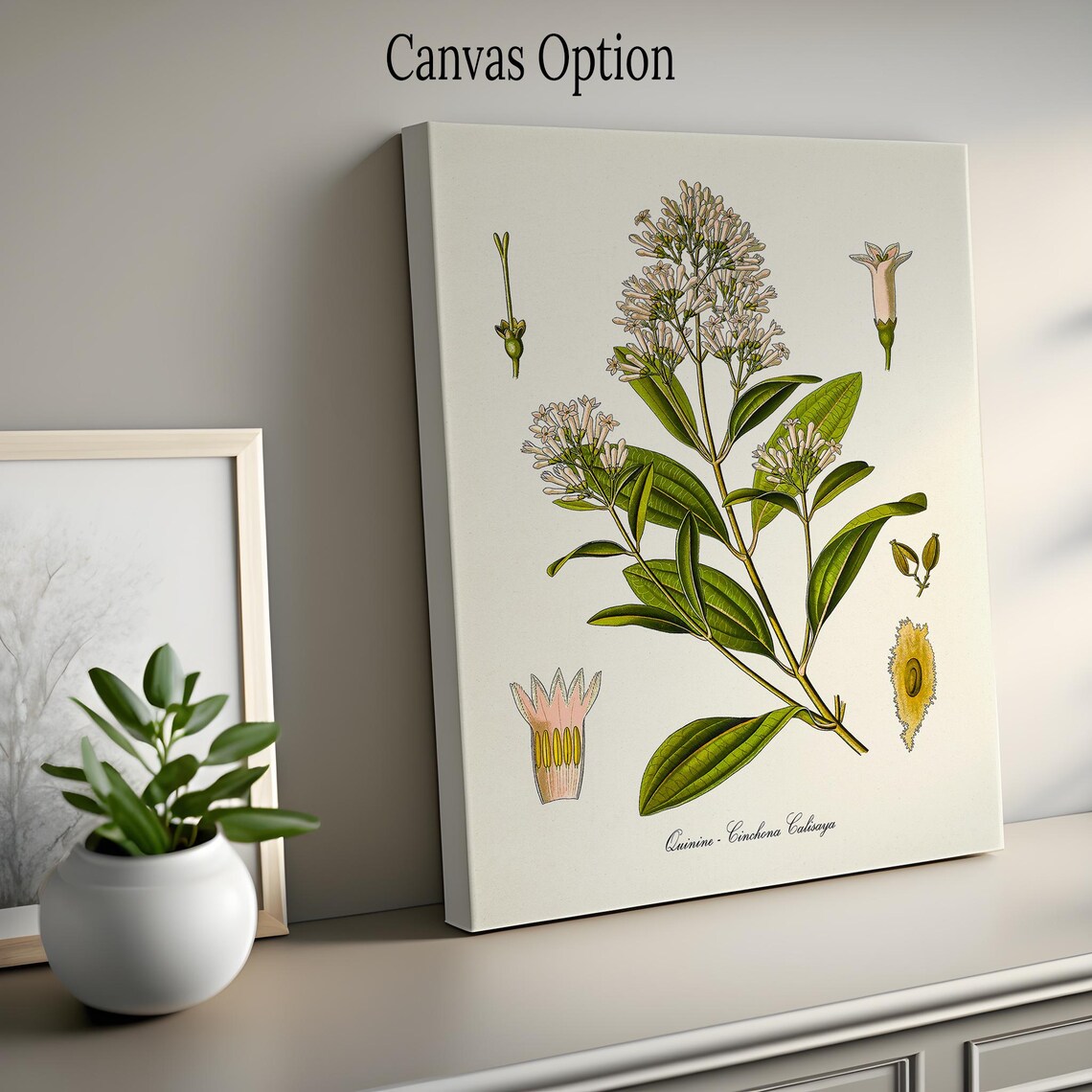 Quinine Botanical Print, Cinchona Calisaya Study - Image 2