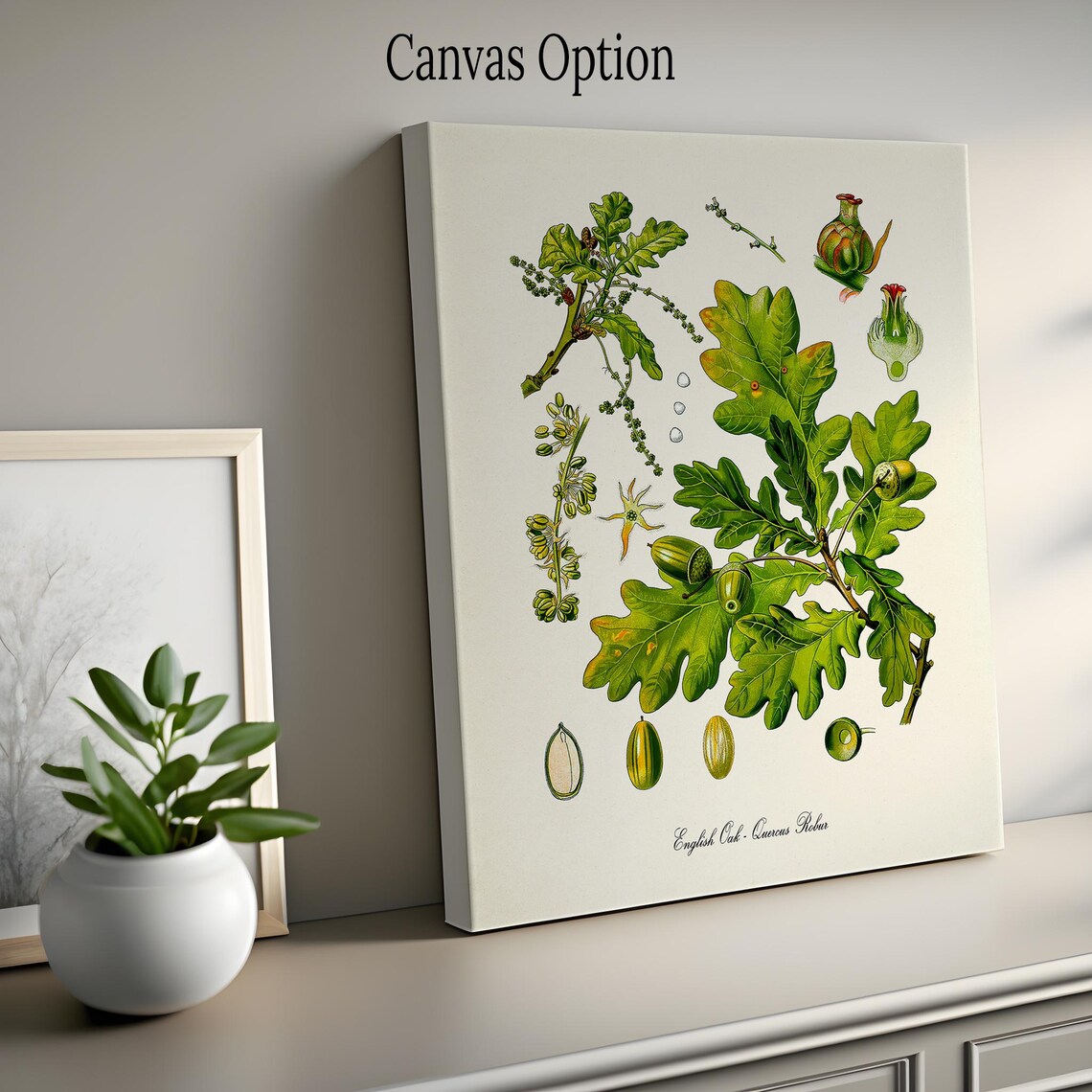 English Oak Botanical Art Print, Quercus Robur - Image 2