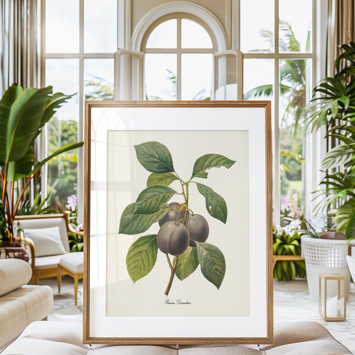 Plum Botanical Art Print, Prunus Domestica Study - Image 3