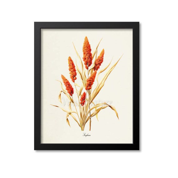 Sorghum Botanical Art Print, Broomcorn Wall Decor