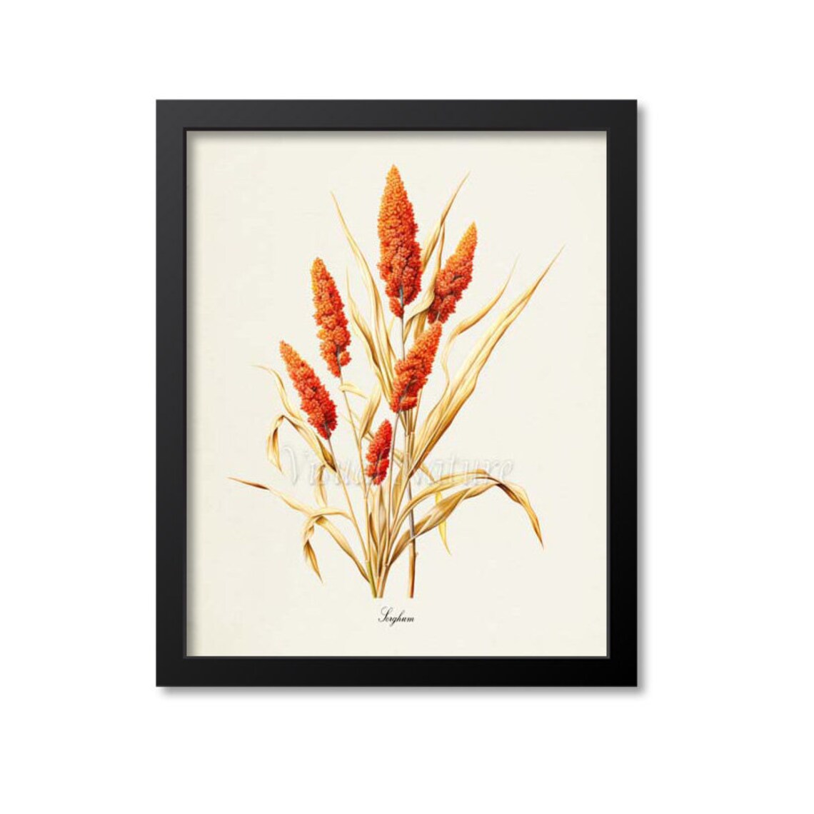 Sorghum Botanical Art Print, Broomcorn Wall Decor