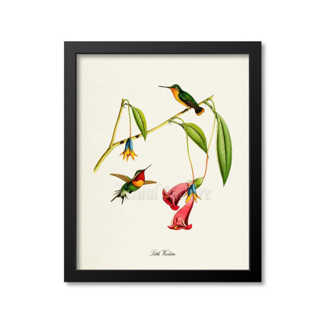 Little Woodstar Hummingbird Art Print, Bird Art