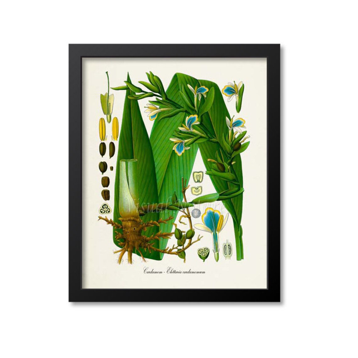 Cardamom Botanical Art Print, Kitchen Wall Art