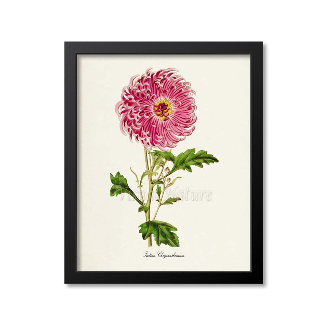 Indian Chrysanthemum Pink Flower Botanical Print Vintage Style
