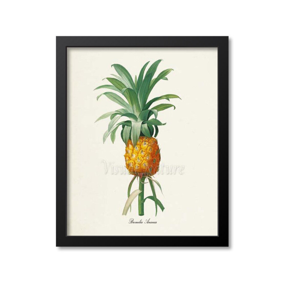 Pineapple Botanical Art Print, Kitchen Wall Art