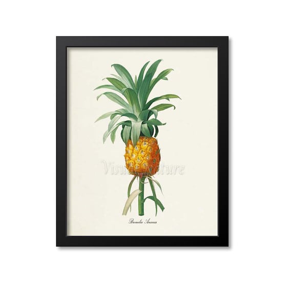 Pineapple Botanical Art Print, Kitchen Wall Art