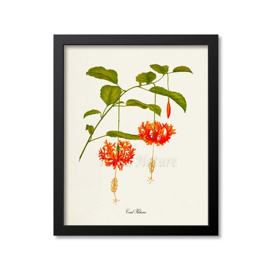 Coral Hibiscus Flower Art Print Botanical Art Print Flower Wall Art Flower Print Floral Print Orange Flower Orange Flower Print