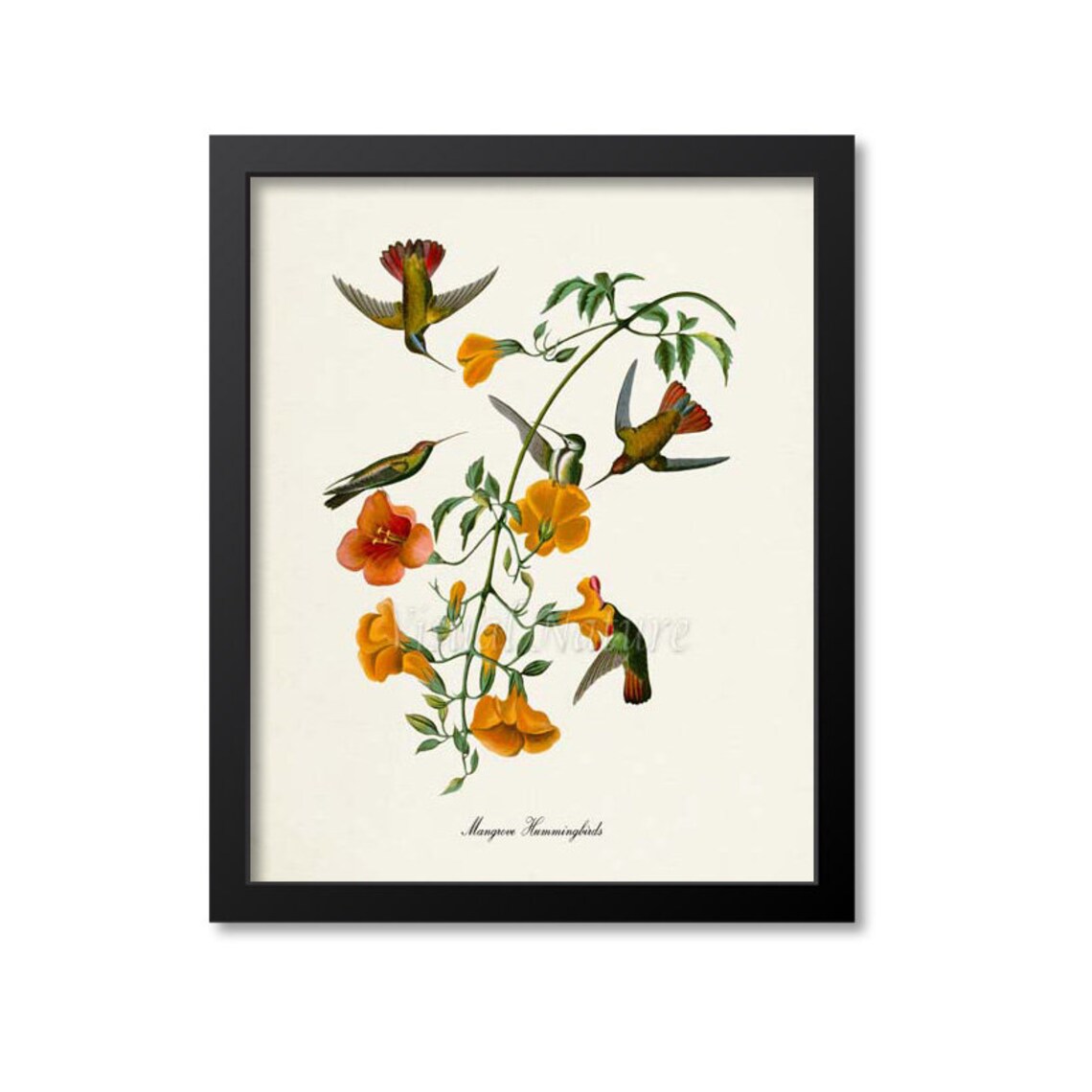 Mangrove Hummingbird Print Bird Art Print Bird Art Bird Poster Flower Art Floral Garden Hummingbird Art Green