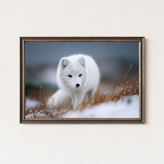 Arctic Fox Photography Print Winter Wildlife Wall Art