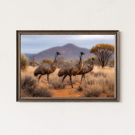 Emu Trio Photography Print Australian Outback Wildlife Wall Art