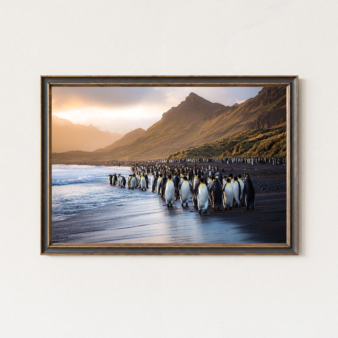 King Penguins Colony Beach Sunrise Mountains Wildlife Photo Poster
