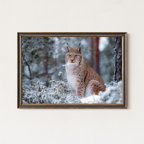Lynx Photography Print Winter Wildlife Wall Art