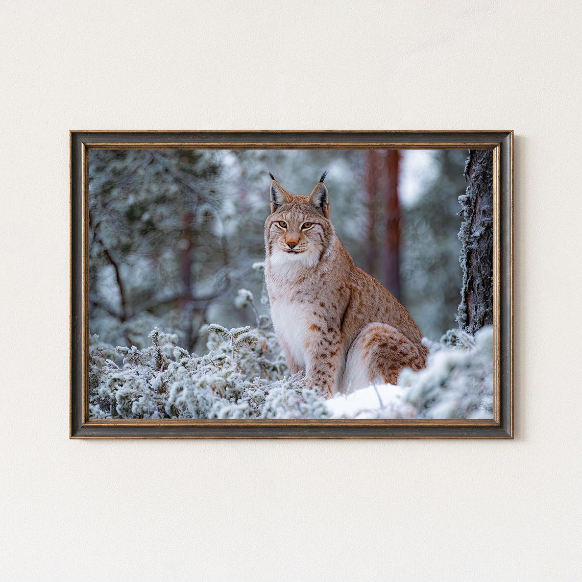 Eurasian Lynx Sitting In Snowy Forest Winter Wildlife Photo Poster
