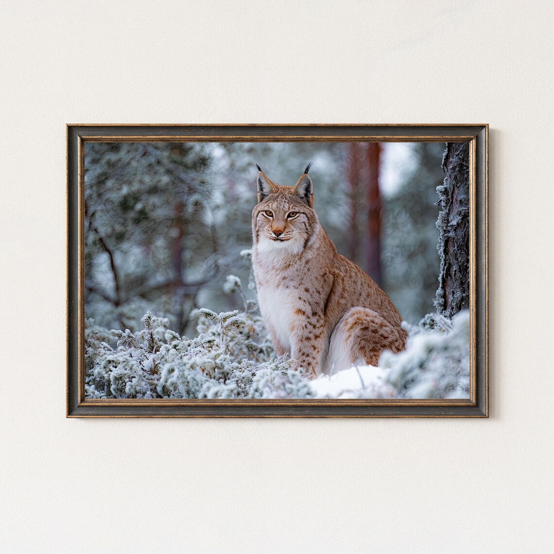 Lynx Photography Print Winter Wildlife Wall Art