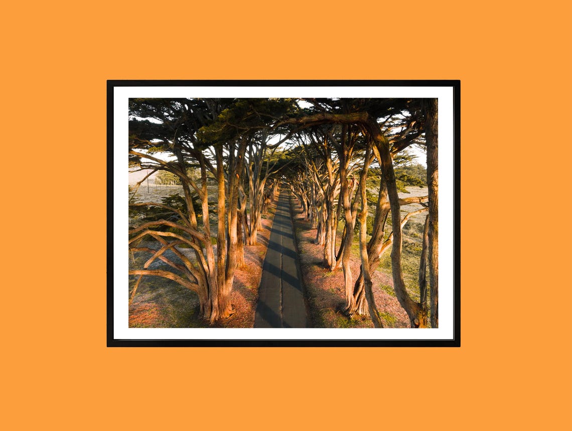 Cypress Tree Tunnel Road Golden Hour Nature Photography Poster