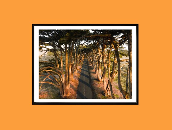 Cypress Tree Tunnel Road Golden Hour Nature Photography Poster