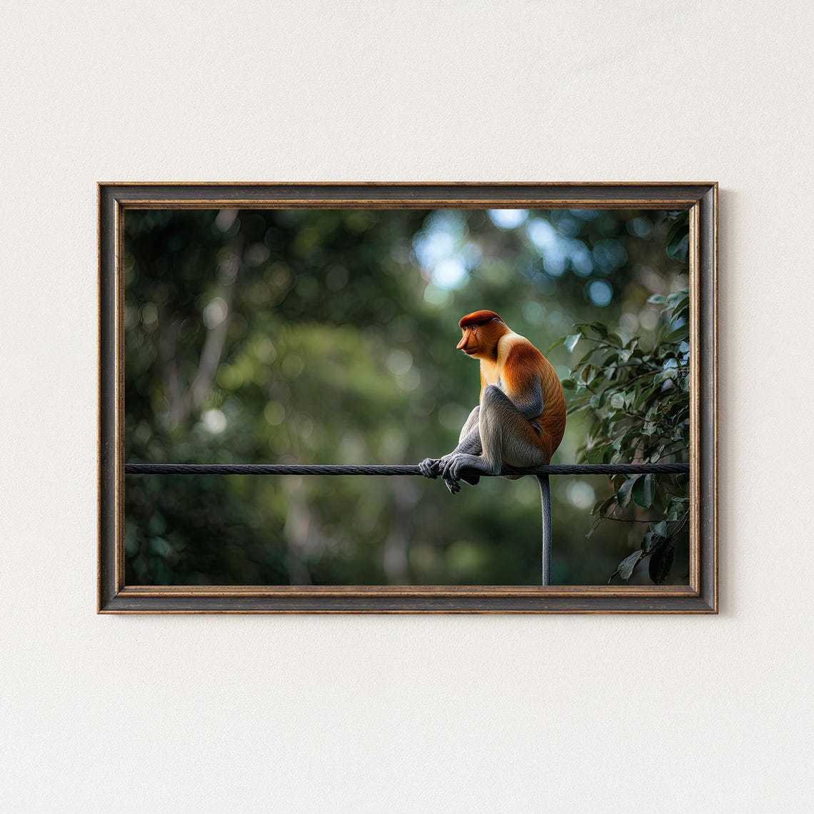 Proboscis Monkey Sitting on Rope Funny Jungle Wildlife Photo Poster