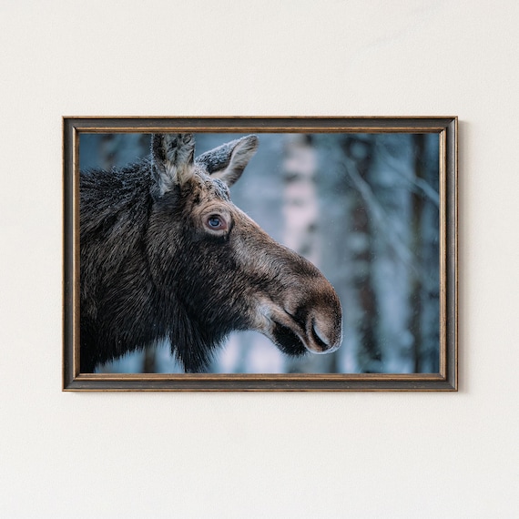 Moose Photography Print Swedish Forest Wildlife Art
