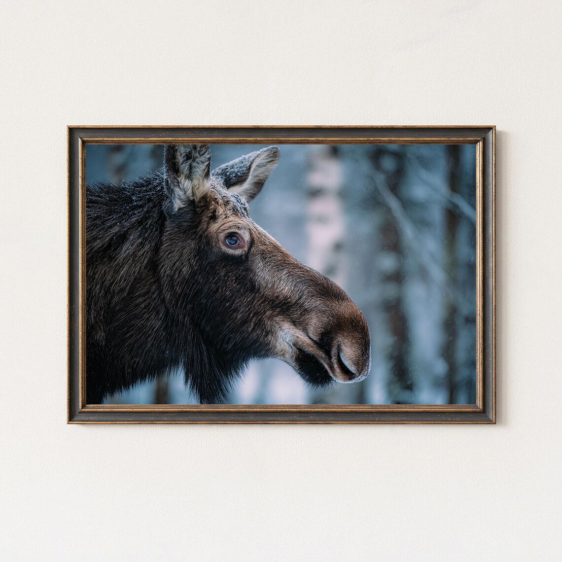 Moose Photography Print Swedish Forest Wildlife Art