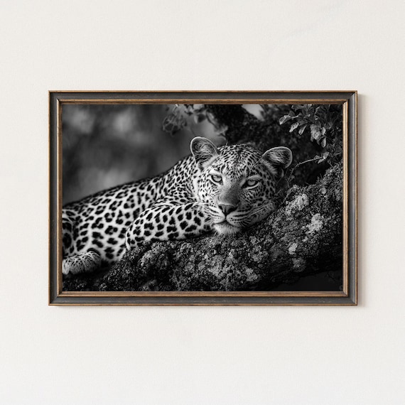 Black And White Leopard Wildlife Photography Print