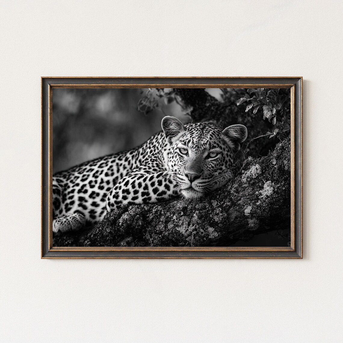 Black And White Leopard Wildlife Photography Print