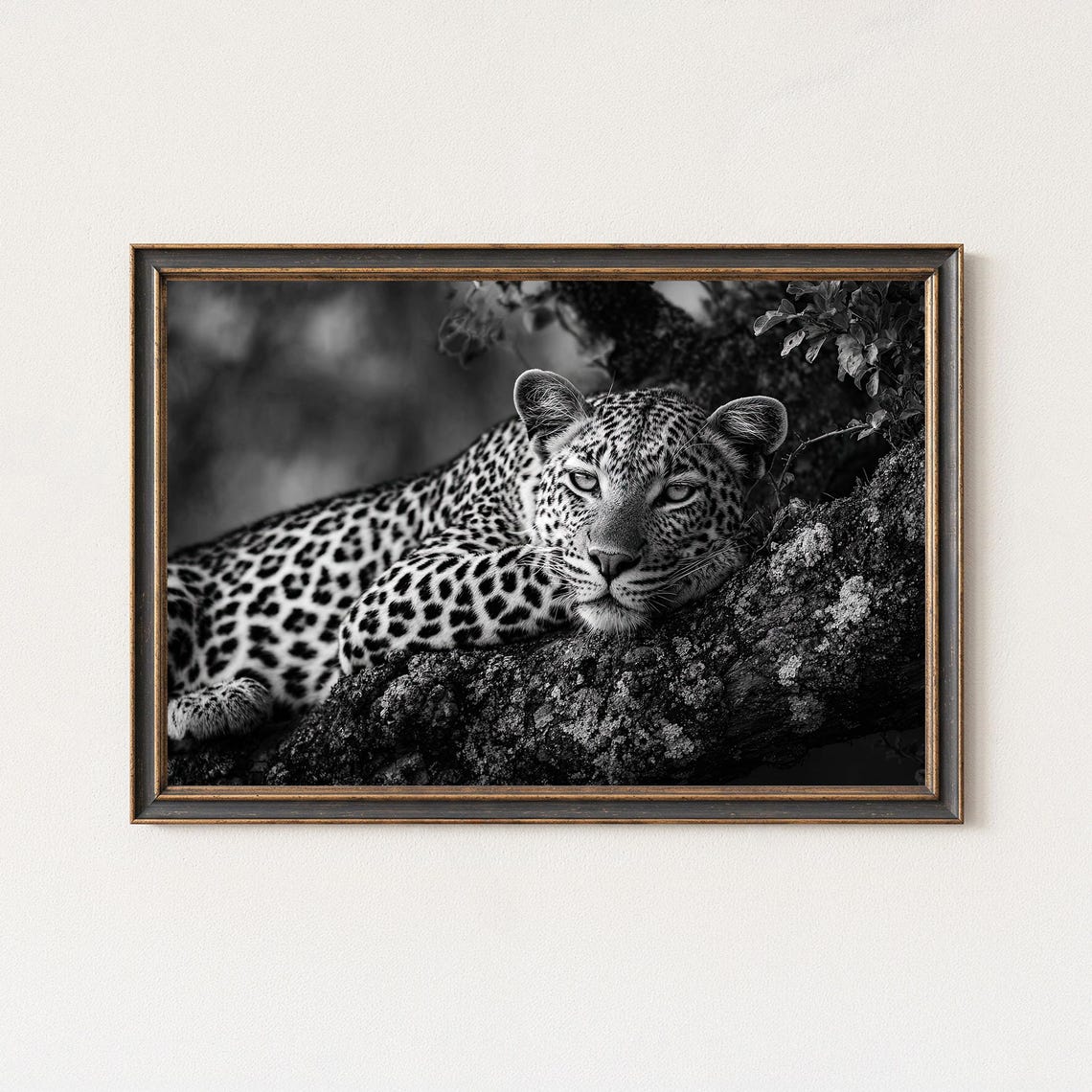 Wild Leopard Resting On Tree Branch Black And White Photo Poster