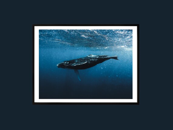 Humpback Whale Ocean Print Underwater Photography Coastal Wall Art
