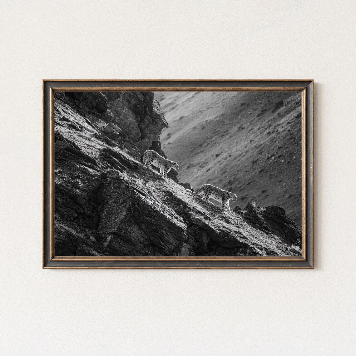 Black And White Snow Leopard Photography Print