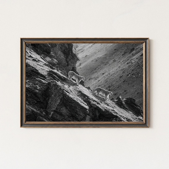 Black And White Snow Leopard Photography Print