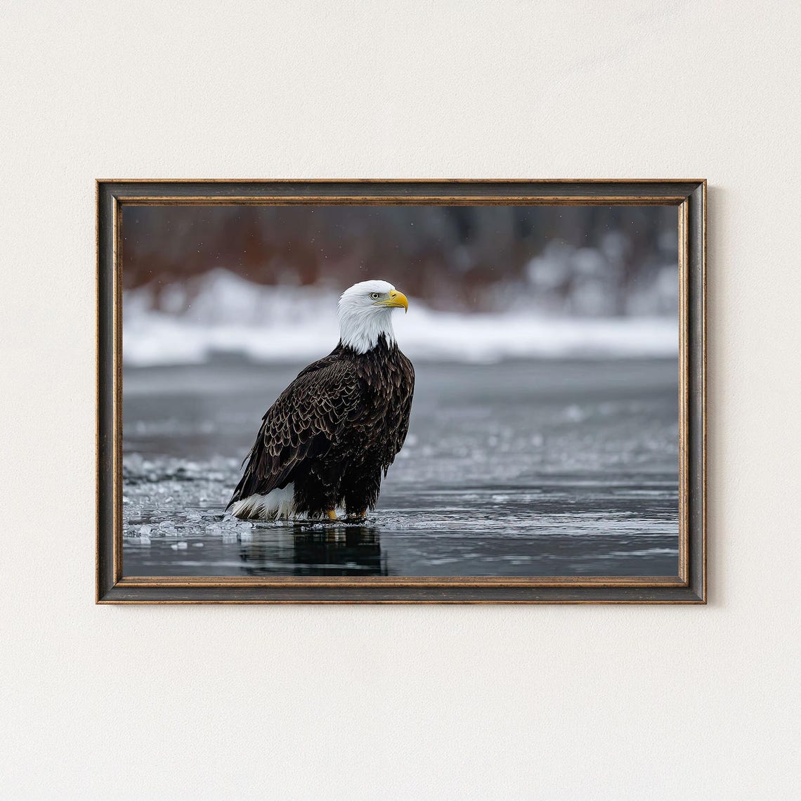 Bald Eagle Icy Water Winter Wildlife Nature Photography Poster