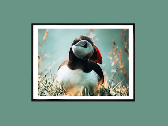 Puffin Portrait Golden Light Meadow Wildlife Photography Wall Art