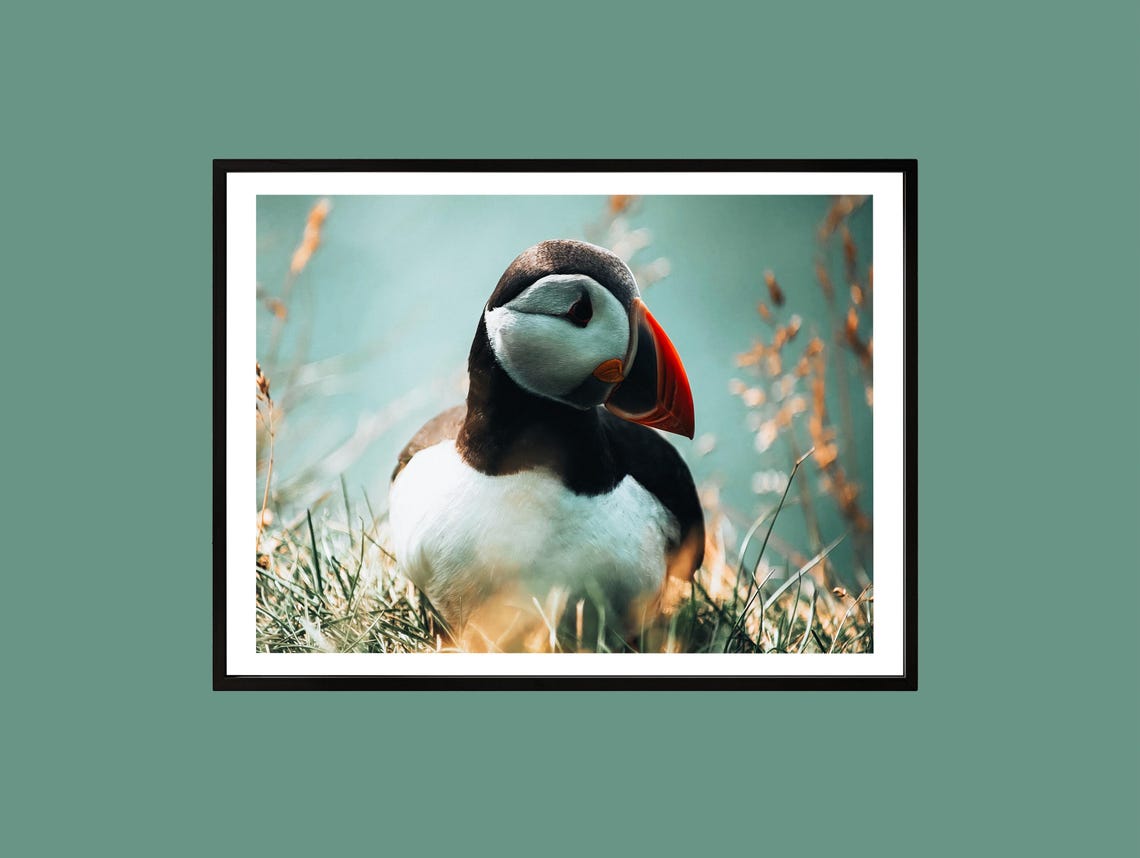 Puffin Portrait Golden Light Meadow Wildlife Photography Wall Art