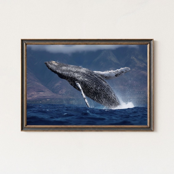 Humpback Whale Breaching Over Ocean Waves Wildlife Photography Poster