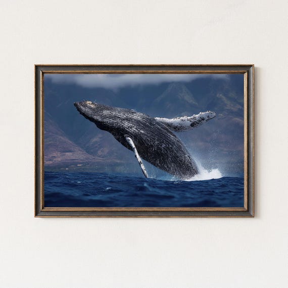 Humpback Whale Photography Print Ocean Wildlife Wall Art