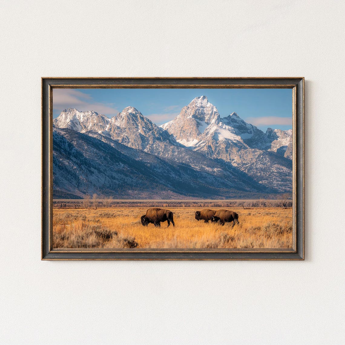 Bison Grazing Grand Teton Mountains Golden Meadow Wildlife Poster