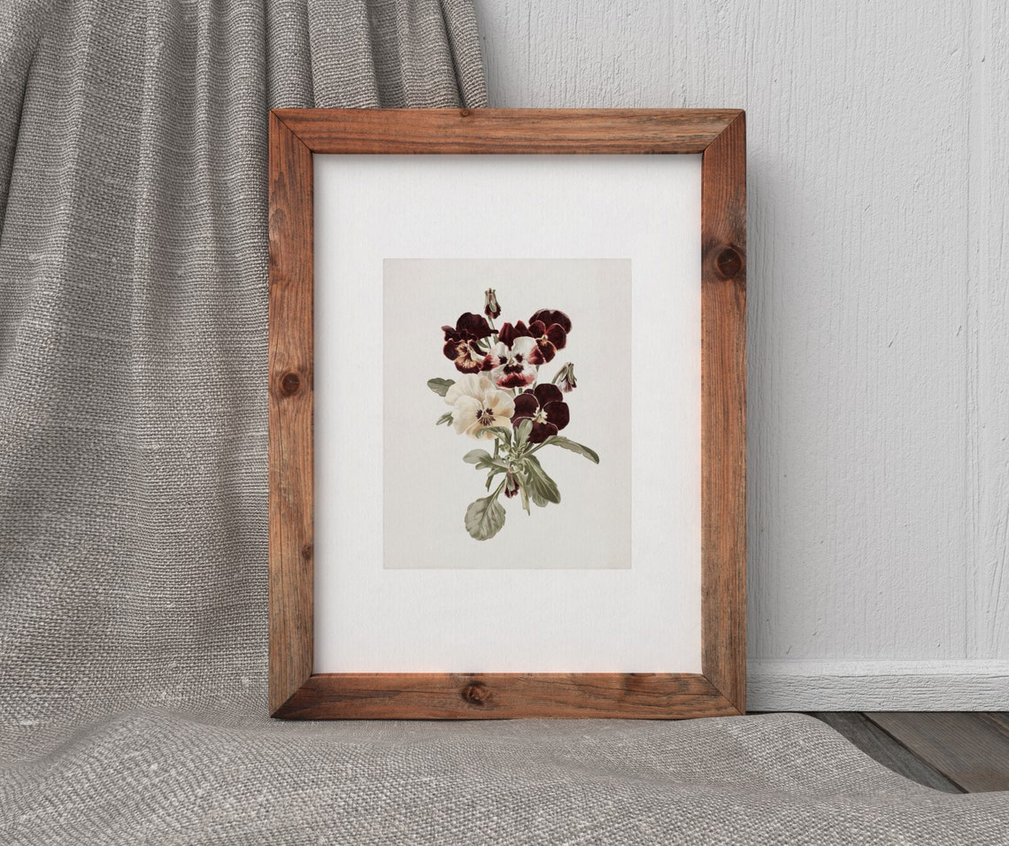 Pansy Bunch Vintage Botanical Art Print - Image 3