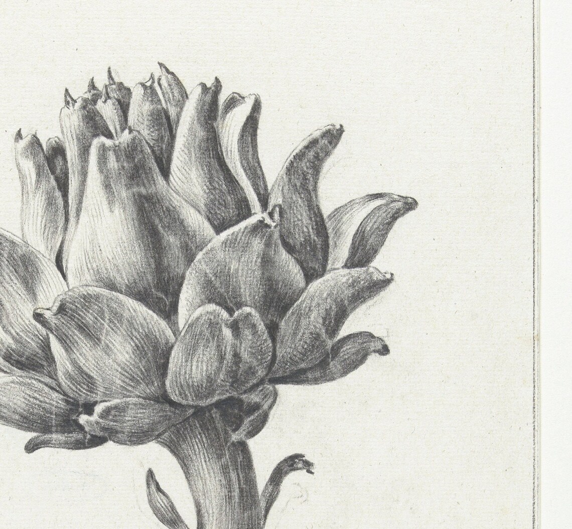 Artichoke Illustration Vintage Botanical Art Print - Image 2