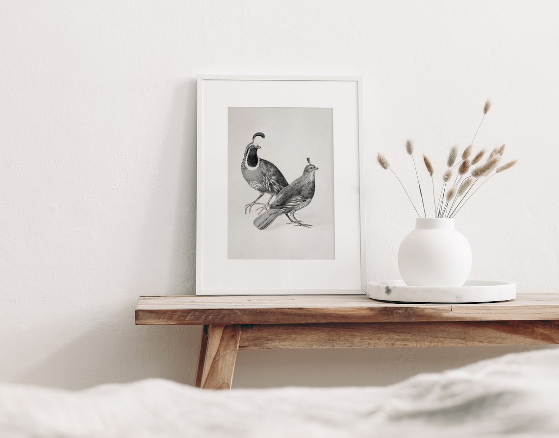 Gambels Quail Vintage Black And White Art Print - Image 3