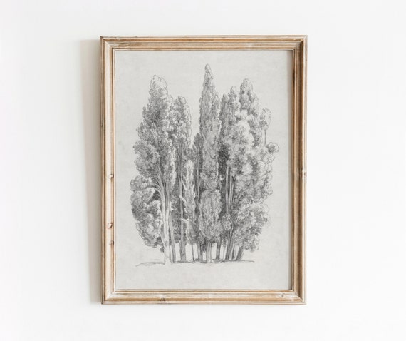 Cypress Tree Vintage Black and White Art Print