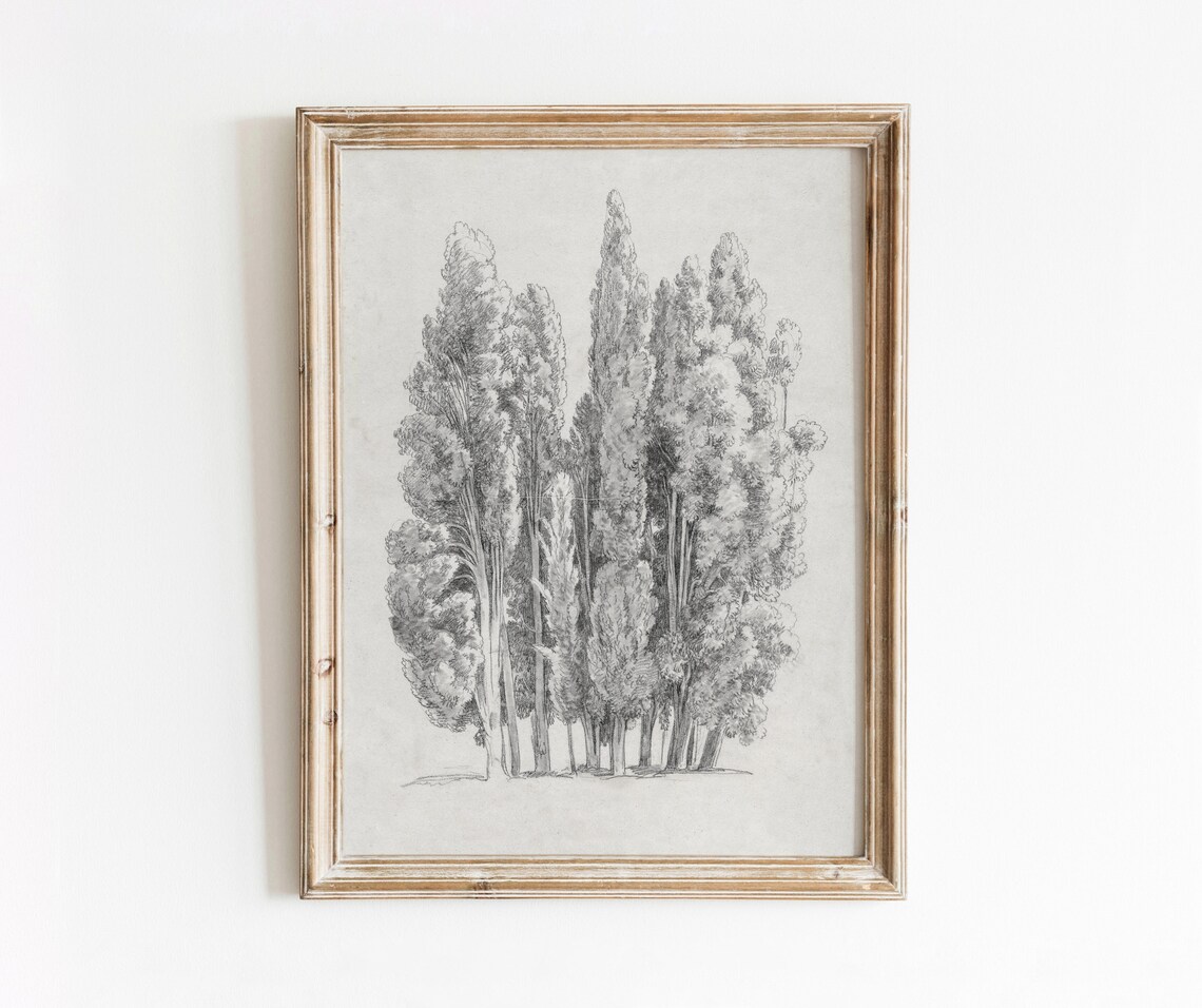 Cypress Tree Vintage Black and White Art Print