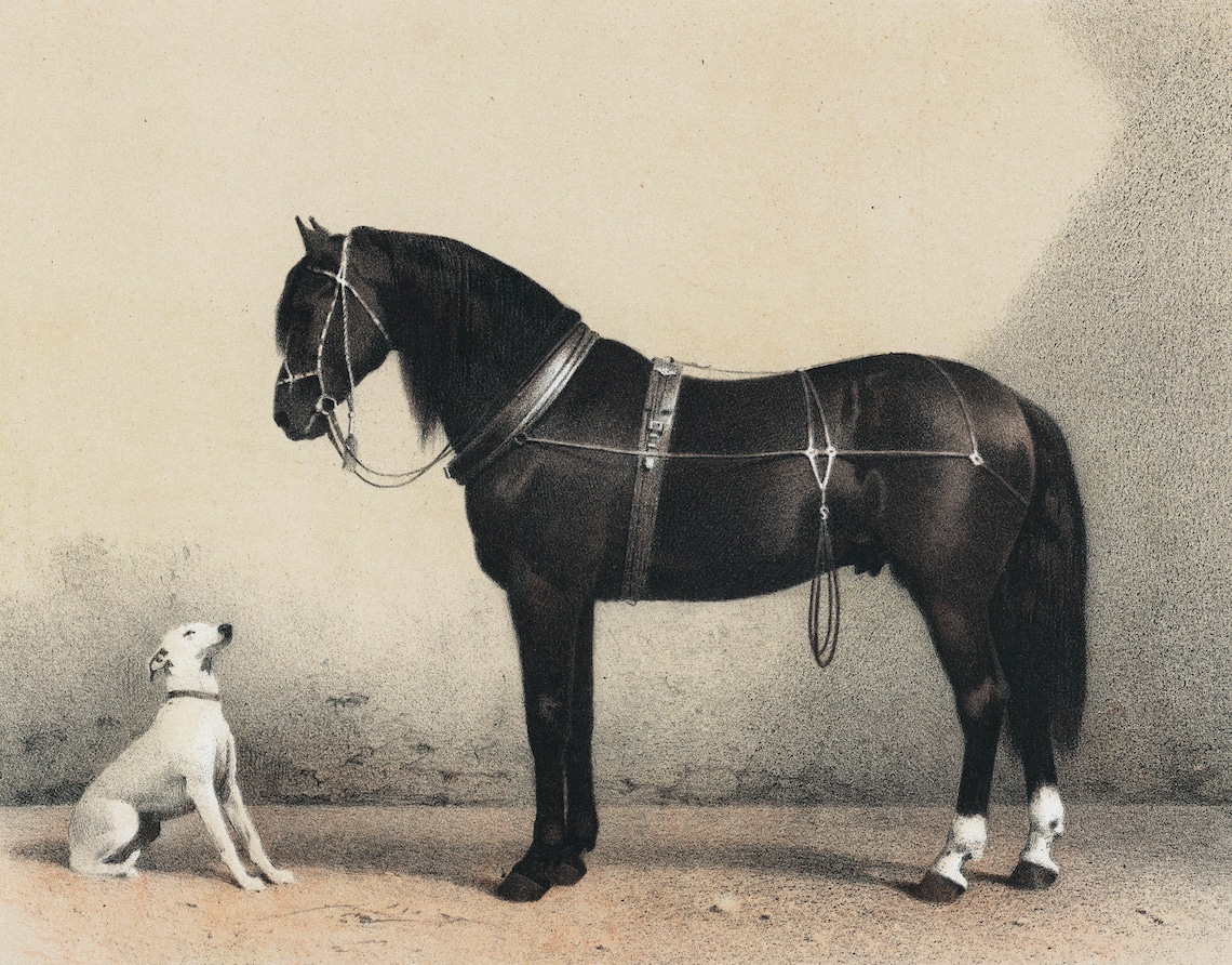 Vintage Dog and Horse Lithograph Poster Print - Image 2