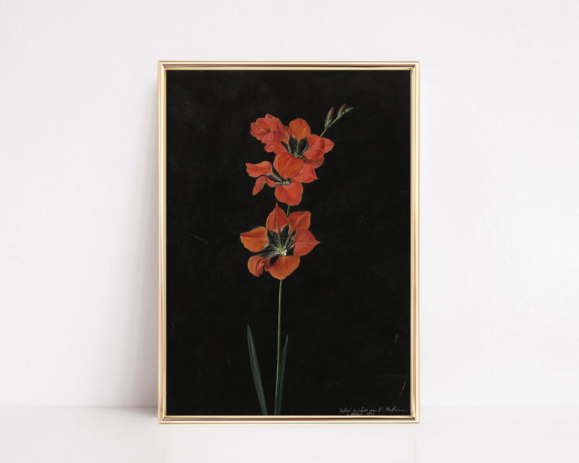 Dark Botanical Red Gladiolus Floral Study on Black Art Poster