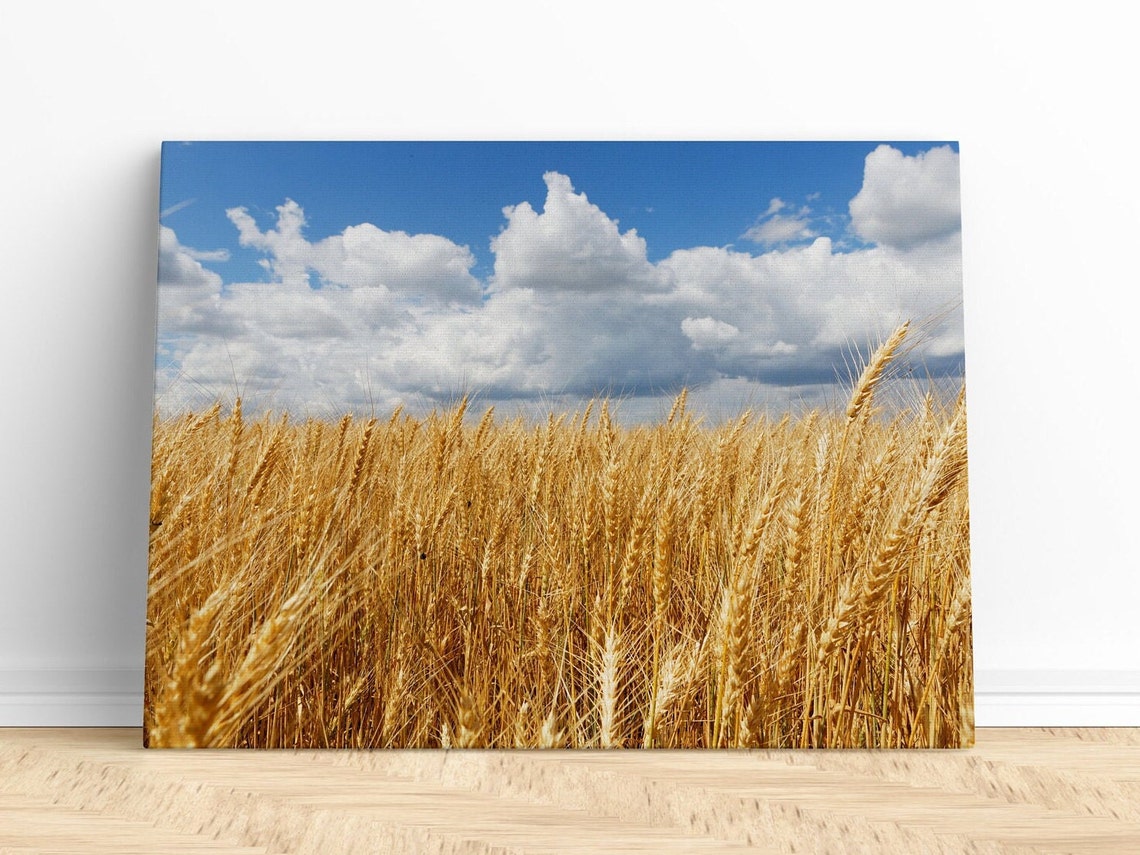 Golden Wheat Field Under Blue Sky with White Clouds Farm Photo Poster