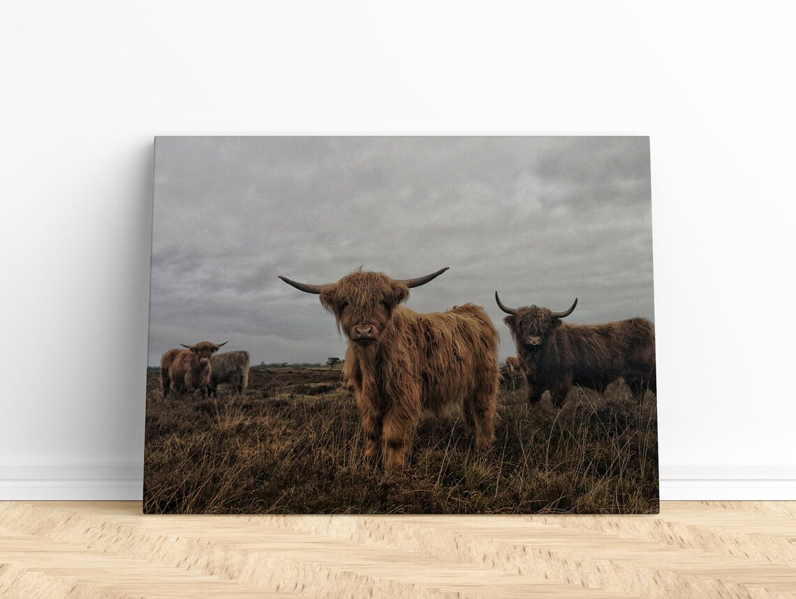 Highland Cattle Herd Standing On Misty Moorland Field Poster