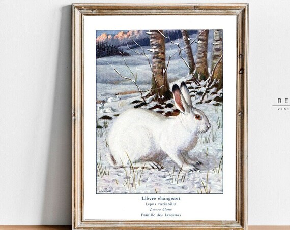 White Mountain Hare Vintage Natural History Print Snow Rabbit Art