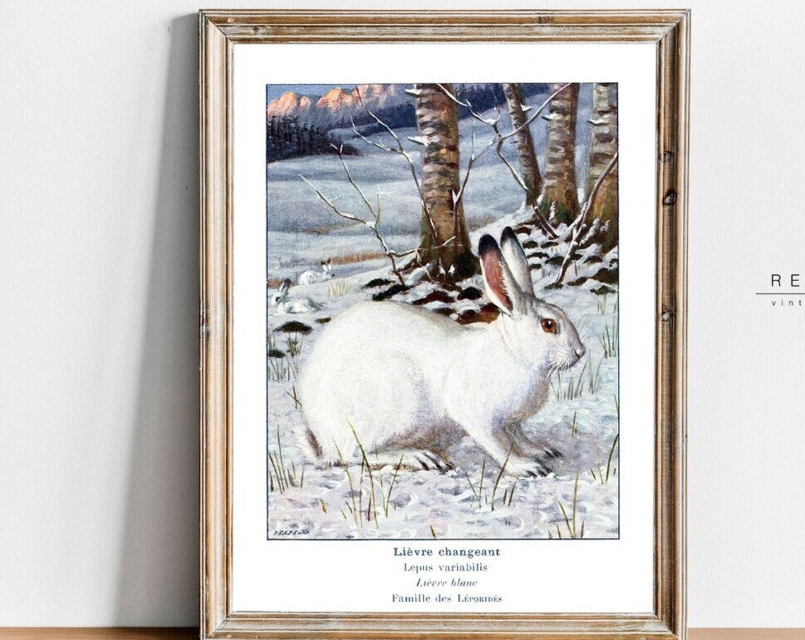 White Mountain Hare Vintage Natural History Print Snow Rabbit Art