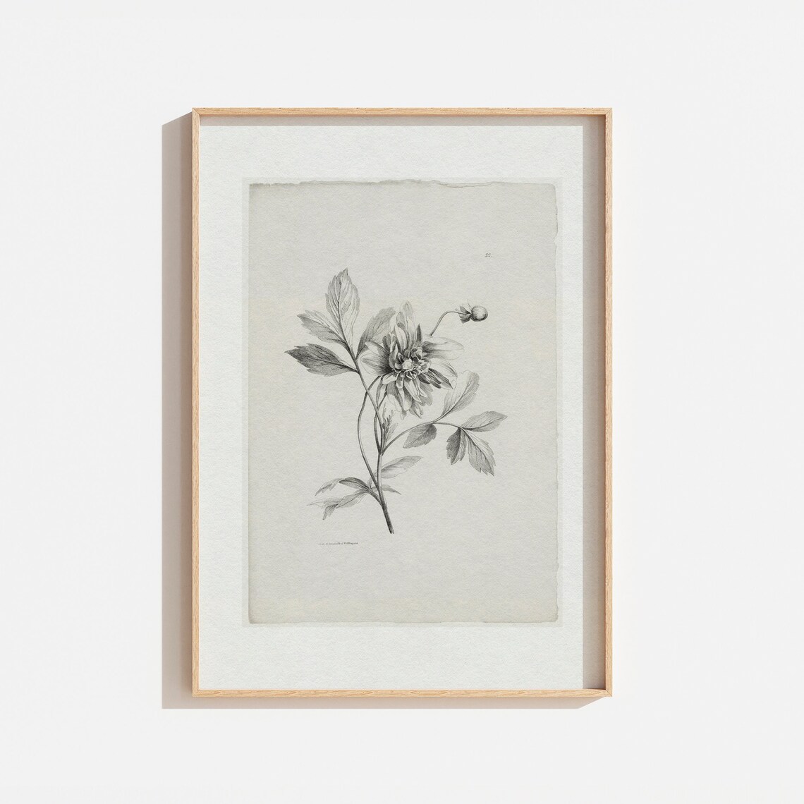 Vintage Gray Botanical Sketch Flower Engraving Antique Wall Art