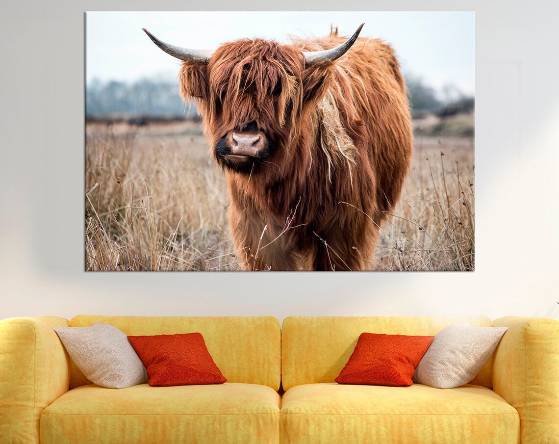 Highland Cow Portrait Shaggy Brown Cattle Farm Animal Photo Poster