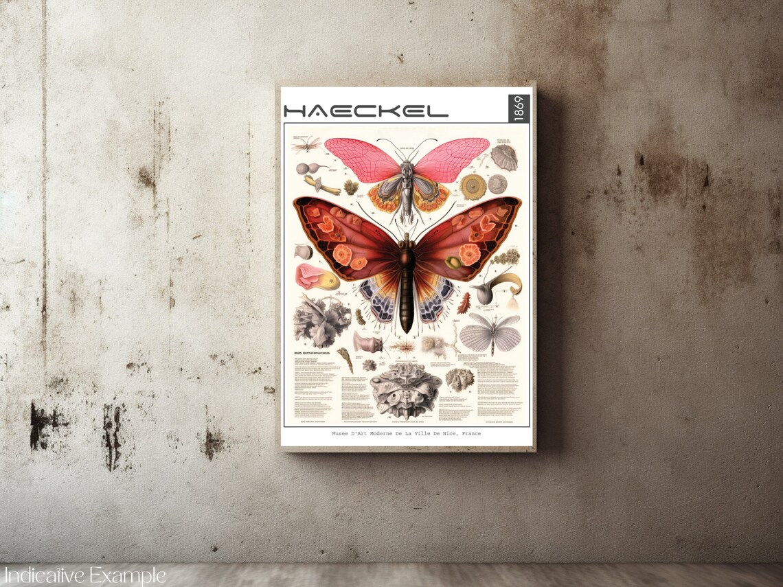 Haeckel 1869 Butterfly Moth Vintage Scientific Illustration Poster - Image 2