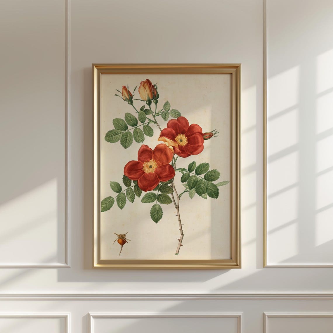 Red Wild Rose Botanical Study With Hips And Thorns Vintage Print - Image 5